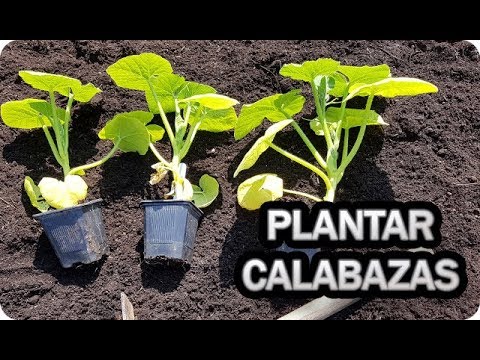 Cuando Se Plantan Las Calabazas