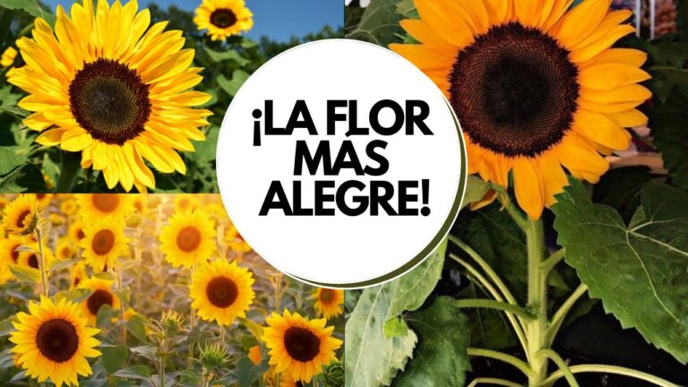 Cuidado del girasol en maceta